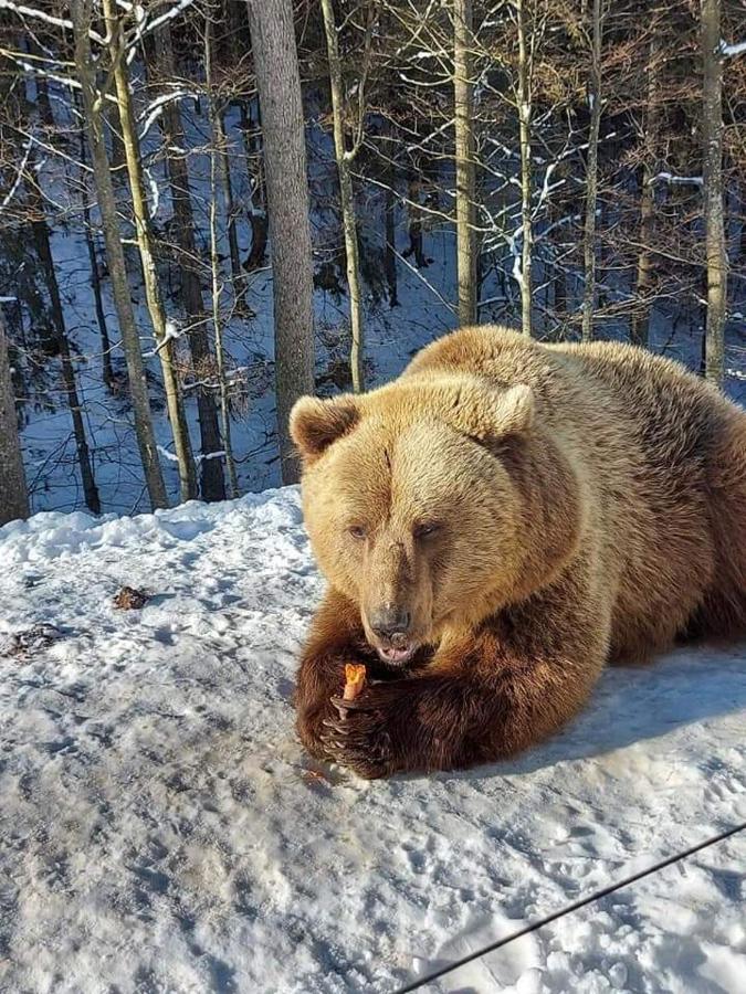 Готель Людмила Synevyr Dış mekan fotoğraf